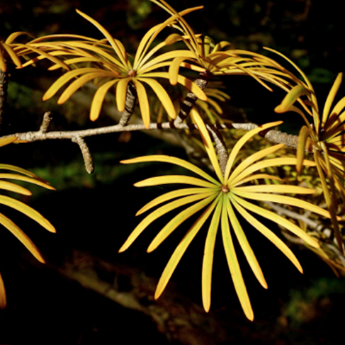Golden Larch